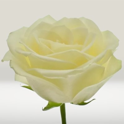 Prémiová bílá růže Snowstorm+