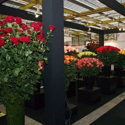 Proč je dlouhá růže dražší než krátká 