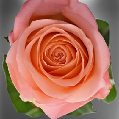 Růžová růže Lady Margaret