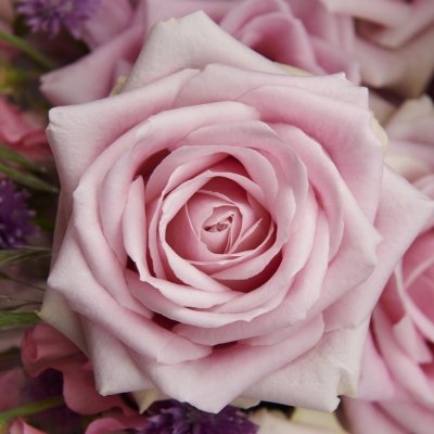 Růžové růže Pink Avalanche+