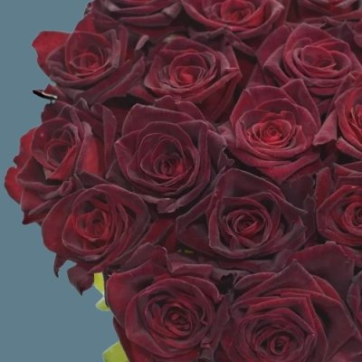 Krásná, temně červená až černá odrůda řezané růže Black Baccara