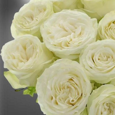 Bílá řezaná růže Titanium