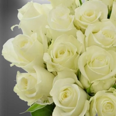 Bílá růže s dlouhou výdrží: Alpe D'Huez