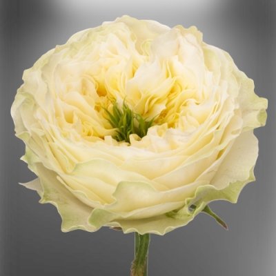 Bílá zahradní růže Solsbury Hill