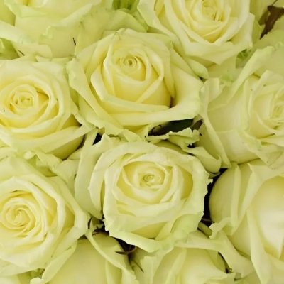 White Naomi - bílé růže té nejvyšší kvality