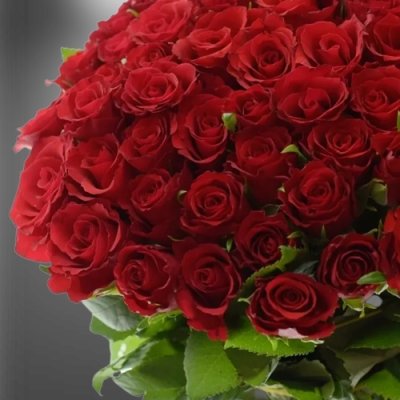 Červené krásky: Představujeme řezané růže Red Calypso