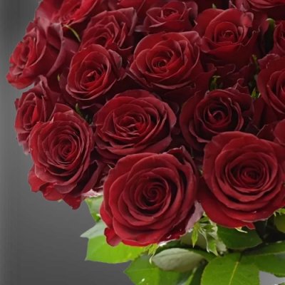 Červené růže Burgundy