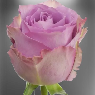 Fialová řezaná růže Nightingale