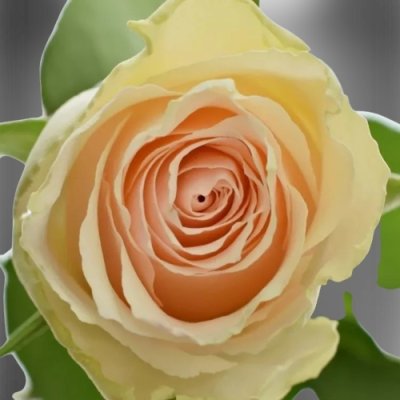Rozvinutý květ řezaných růží Africké produkce High & Bridal