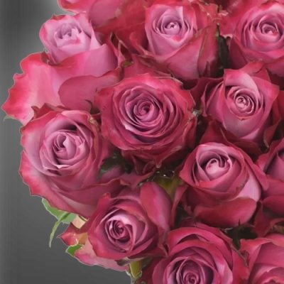 Luxusní fialová růže Deep Purple