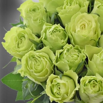Luxusní odrůda zelených růží: Camouflage