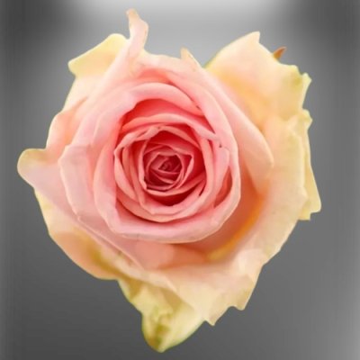 Květ luxusní růžové růže Sweet Dolomiti od pěstitele Marjoland
