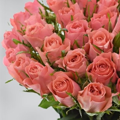 Nádherná růžová růže Ace Pink