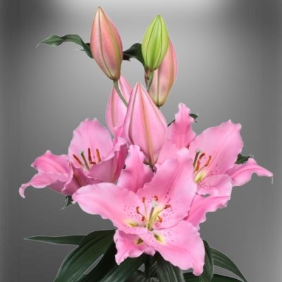 Orientální Lilie Benson: Elegance a krása do vázy