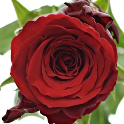 Řezané růže Red Torch z Afriky