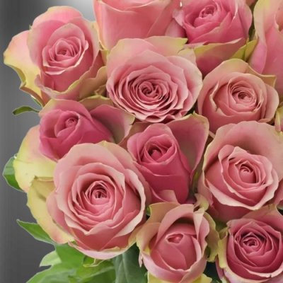 Romantická růžová růže Bellevue