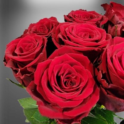 Rudá růže Red Bentley