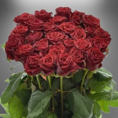 Květy rudých růží Testarossa
