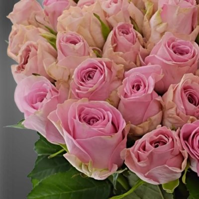 Růžová klasika: Řezaná růže Heidi