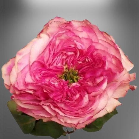 Růžová řezaná růže Bellissima Summerhouse