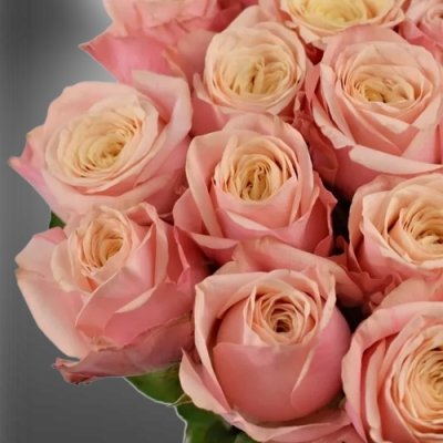 Květy růžové řezané růže Suplesse z Afriky