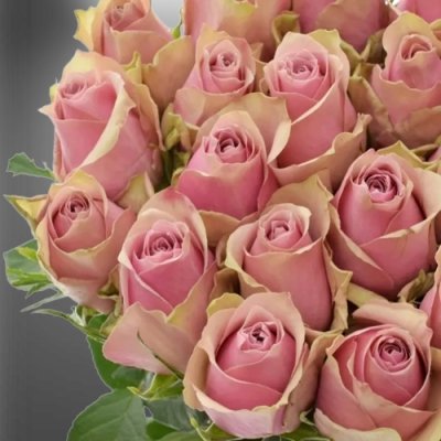 Květy růžové růže Athena Royale z Afriky
