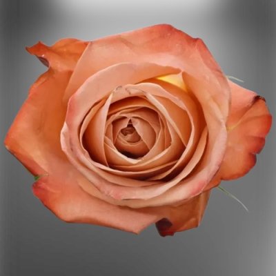 Růžová růže Helene