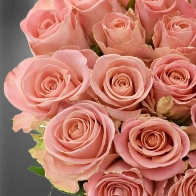 Růžová růže Hermosa
