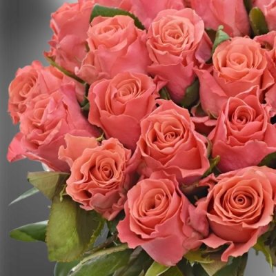Růžová růže Pink Tacazzi
