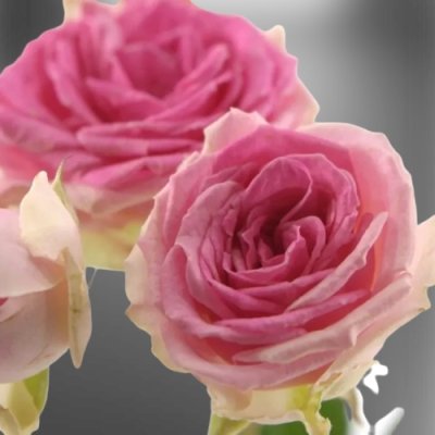 Růžová trsová růže Mimi Eden
