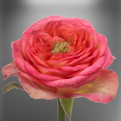 Růžová zahradní růže Houdini