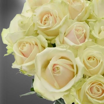 Květy luxusní řezané růže Lovely Avalanche+ od SK Roses