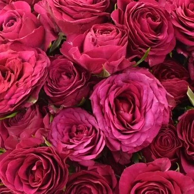 Tmavě růžová trsová růže Cheyenne