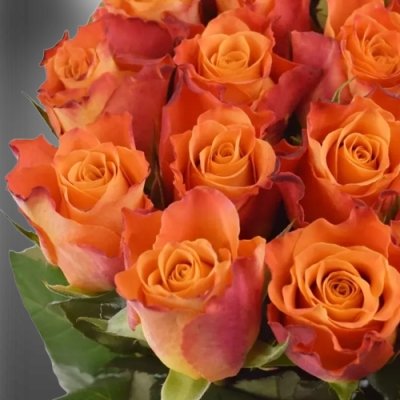 Žíhaná oranžová růže Mariyo