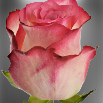 Žíhaná růže s XXL květem - Double Fashion