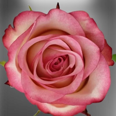 Žíhaná růžová růže Paloma