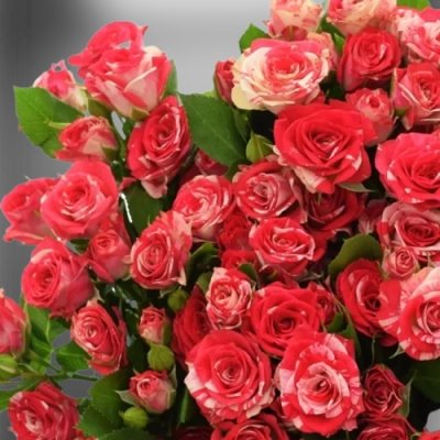 Žíhaná trsová růže FireWorks