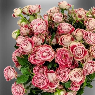 Žíhaná trsová růže Impressionist