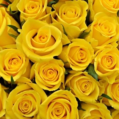 Žlutá růže Solero