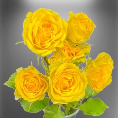 Žlutá trsová růže Daylight