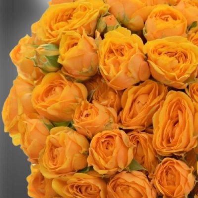 Žlutá trsová růže Ramona