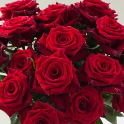 Červená růže Red Paris: Jedinečná růže z Ekvádoru
