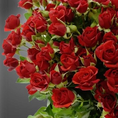 Červená trsová růže Mirabel