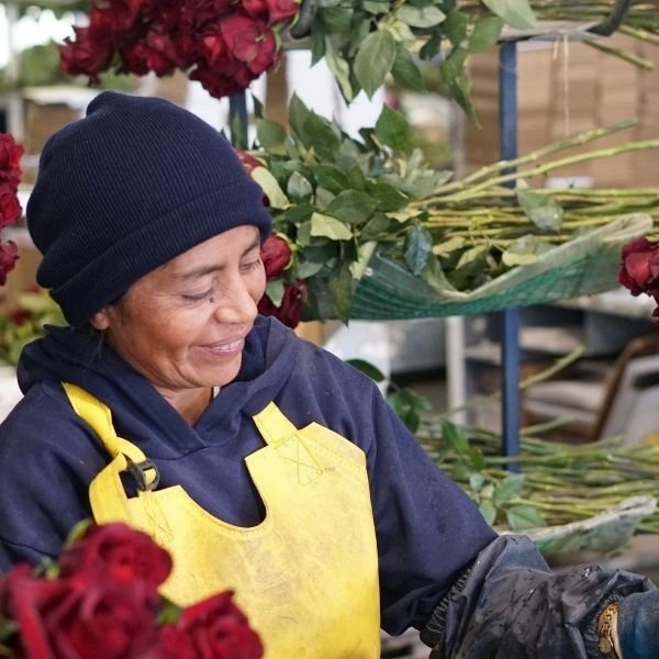 Dopad pěstování a dovozu růží z Ekvádoru