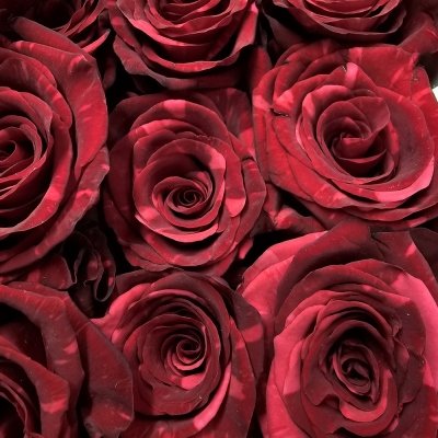Ekvádorská červená růže RED PANTHER