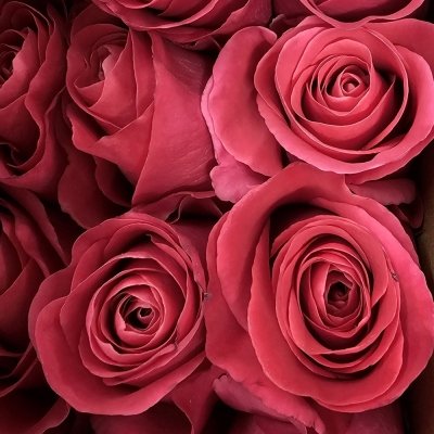 Ekvádorská růže Pink Floyd: Symbol lásky a nekonečné krásy