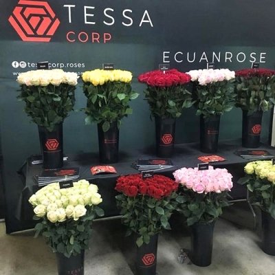 Ekvádorský pěstitel růží: Tessa Corporation