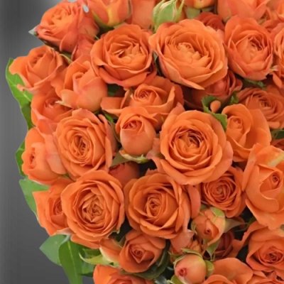 Oranžová mnohokvětá růže Babe