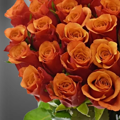 Oranžová řezaná růže Espana
