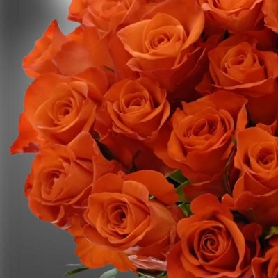 Oranžová řezaná růže Patz